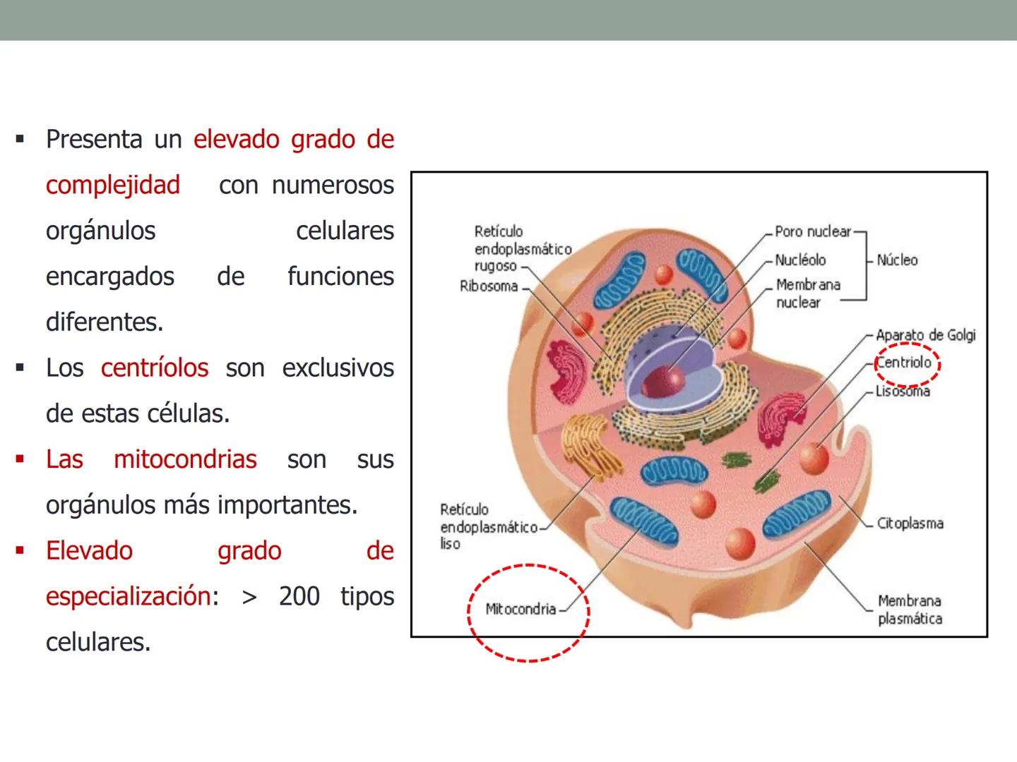 4. ¿CÓMO SE ORGANIZA LA
CÉLULA EUCARIOTA?
4.1. La célula animal. Diversidad de las células animales
4.2. La célula vegetal Nucli
cromatina,

