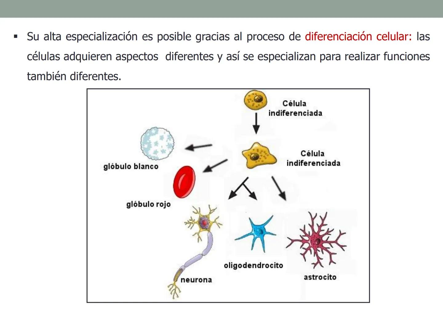 4. ¿CÓMO SE ORGANIZA LA
CÉLULA EUCARIOTA?
4.1. La célula animal. Diversidad de las células animales
4.2. La célula vegetal Nucli
cromatina,
