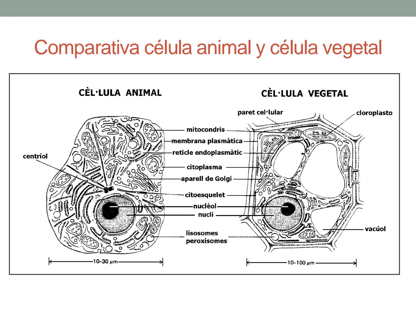 4. ¿CÓMO SE ORGANIZA LA
CÉLULA EUCARIOTA?
4.1. La célula animal. Diversidad de las células animales
4.2. La célula vegetal Nucli
cromatina,
