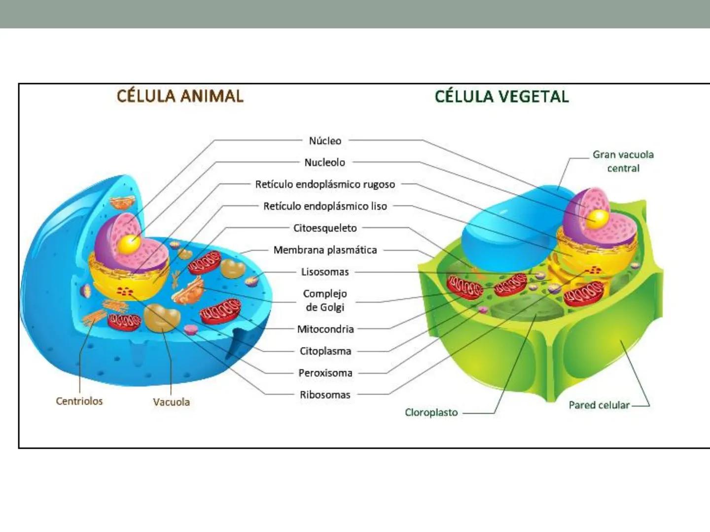 4. ¿CÓMO SE ORGANIZA LA
CÉLULA EUCARIOTA?
4.1. La célula animal. Diversidad de las células animales
4.2. La célula vegetal Nucli
cromatina,
