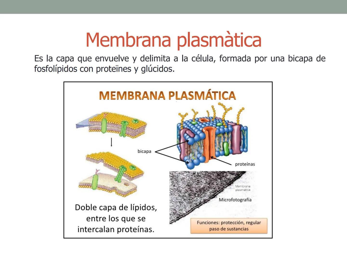 4. ¿CÓMO SE ORGANIZA LA
CÉLULA EUCARIOTA?
4.1. La célula animal. Diversidad de las células animales
4.2. La célula vegetal Nucli
cromatina,
