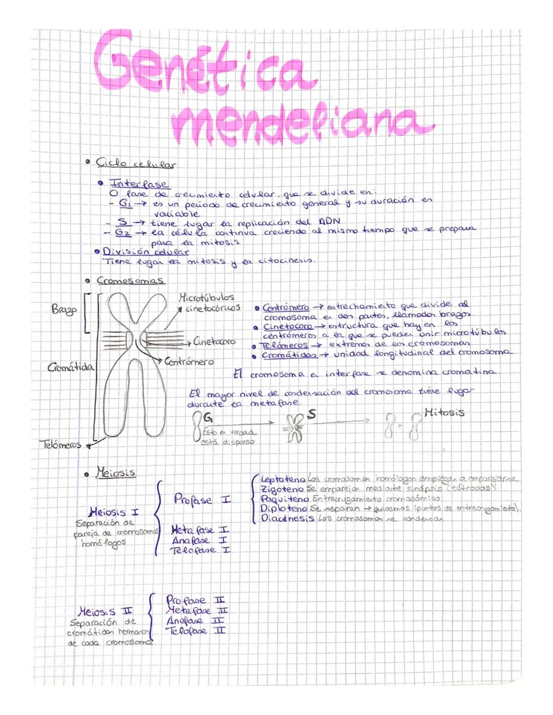 # Genética
mendeliana

• Ciclo celular
• Interfase
O fase de reamiento celular, que se divide en
- $G_1$ es un periodo de crecimiento genera