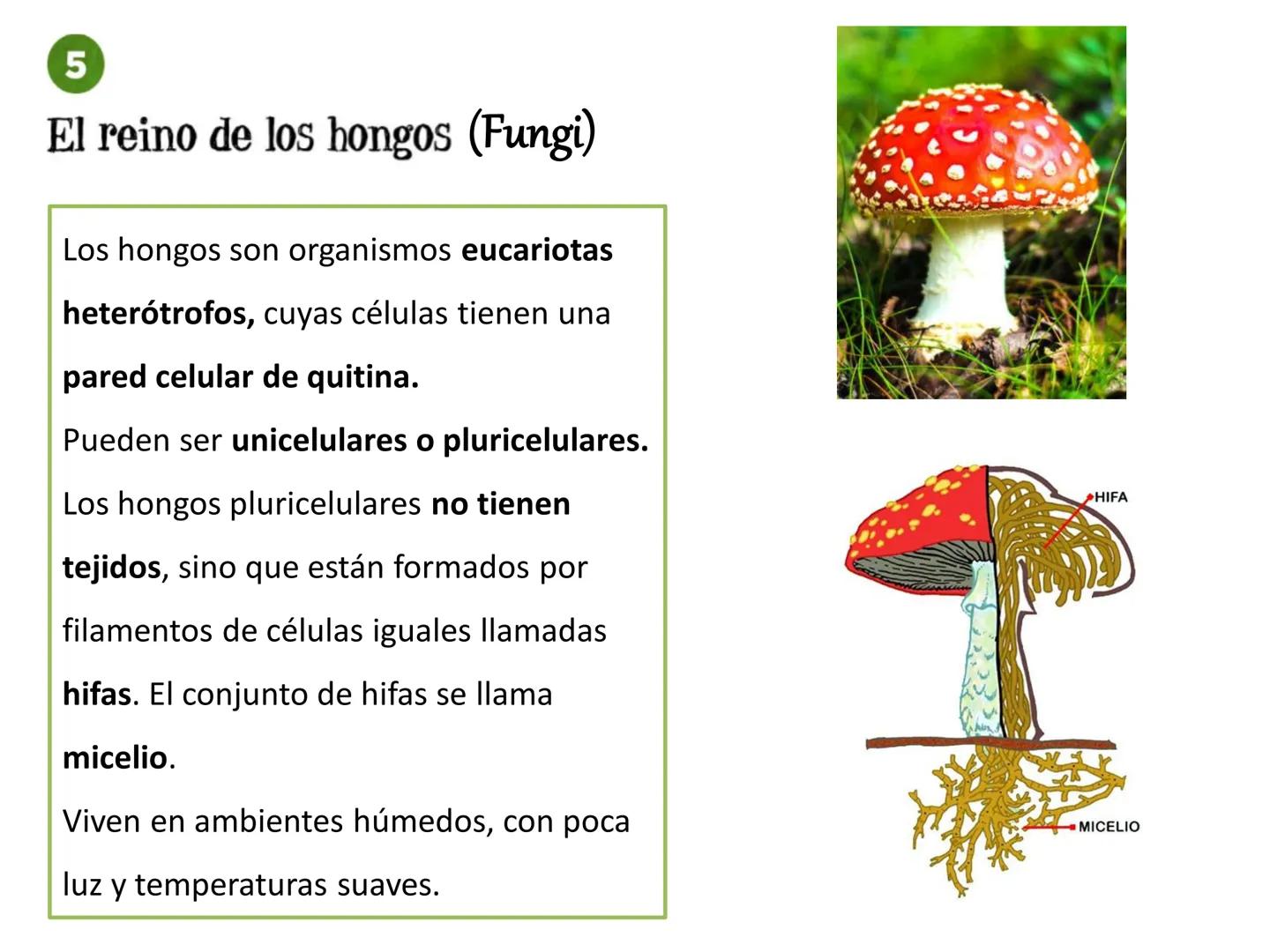 5

El reino de los hongos (Fungi)

Los hongos son organismos eucariotas
heterótrofos, cuyas células tienen una
pared celular de quitina.

Pu