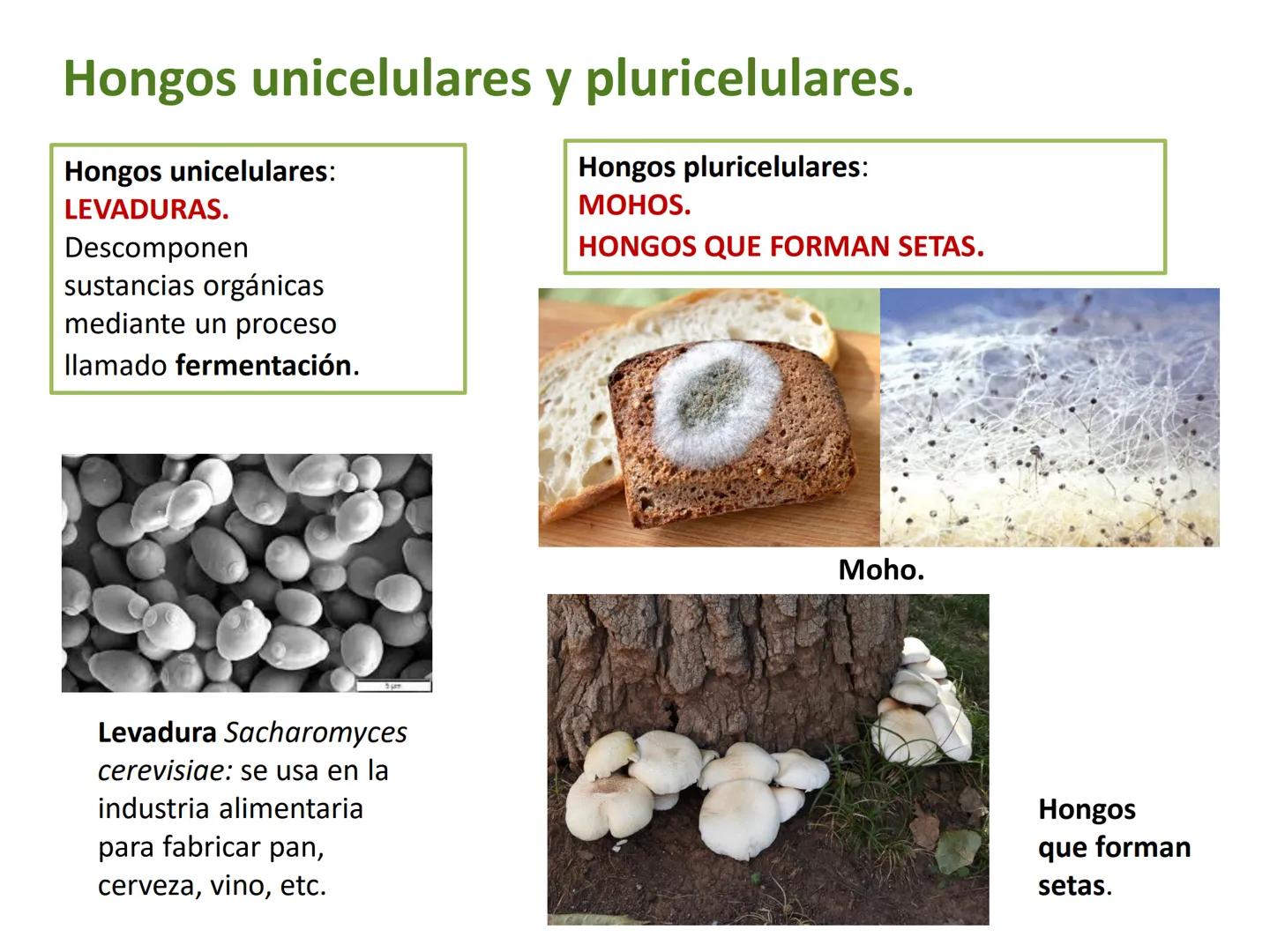 5

El reino de los hongos (Fungi)

Los hongos son organismos eucariotas
heterótrofos, cuyas células tienen una
pared celular de quitina.

Pu