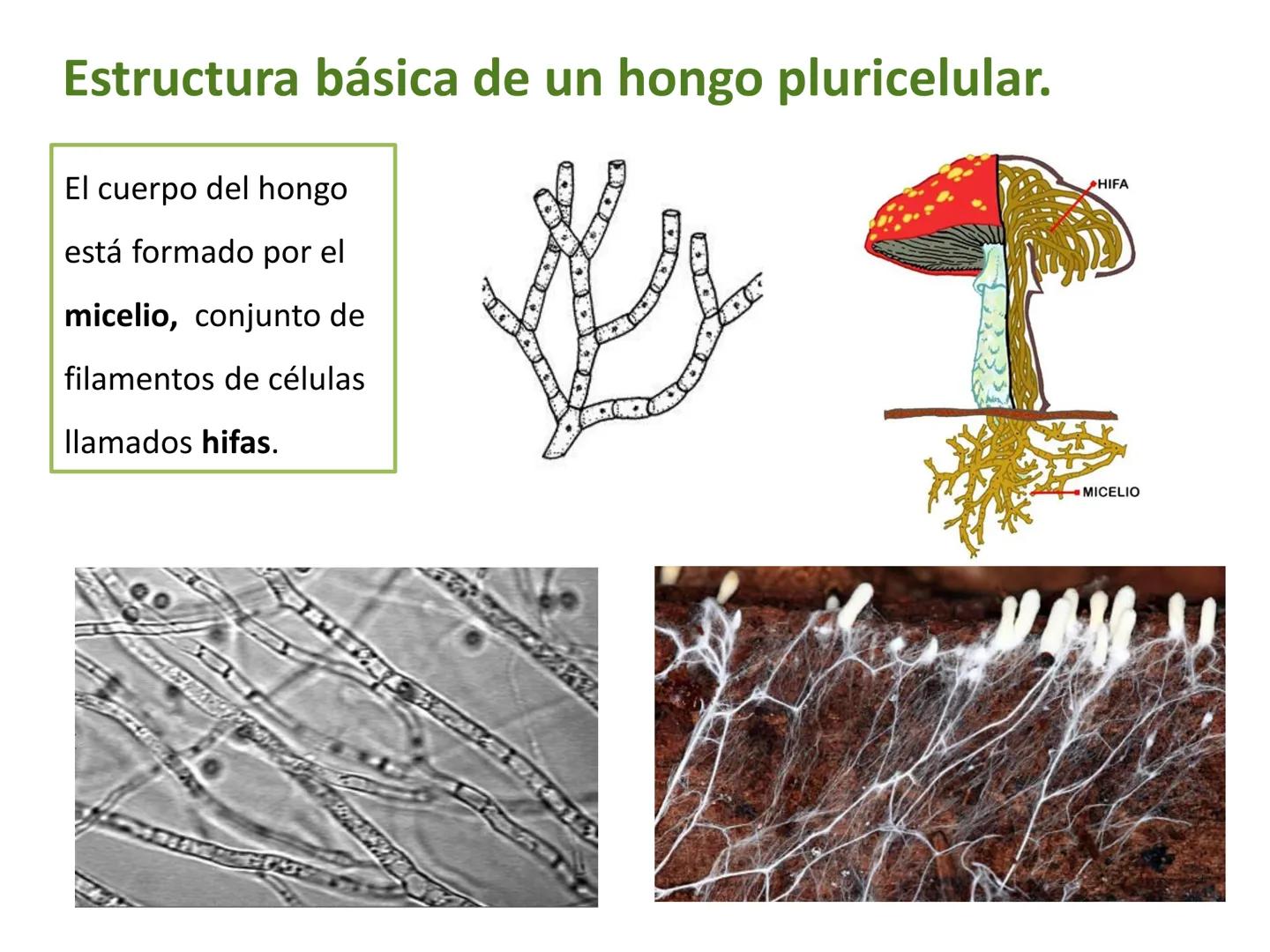 5

El reino de los hongos (Fungi)

Los hongos son organismos eucariotas
heterótrofos, cuyas células tienen una
pared celular de quitina.

Pu