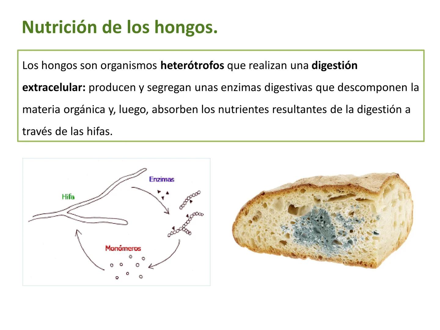 5

El reino de los hongos (Fungi)

Los hongos son organismos eucariotas
heterótrofos, cuyas células tienen una
pared celular de quitina.

Pu