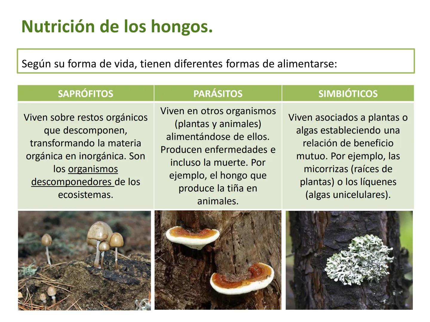 5

El reino de los hongos (Fungi)

Los hongos son organismos eucariotas
heterótrofos, cuyas células tienen una
pared celular de quitina.

Pu