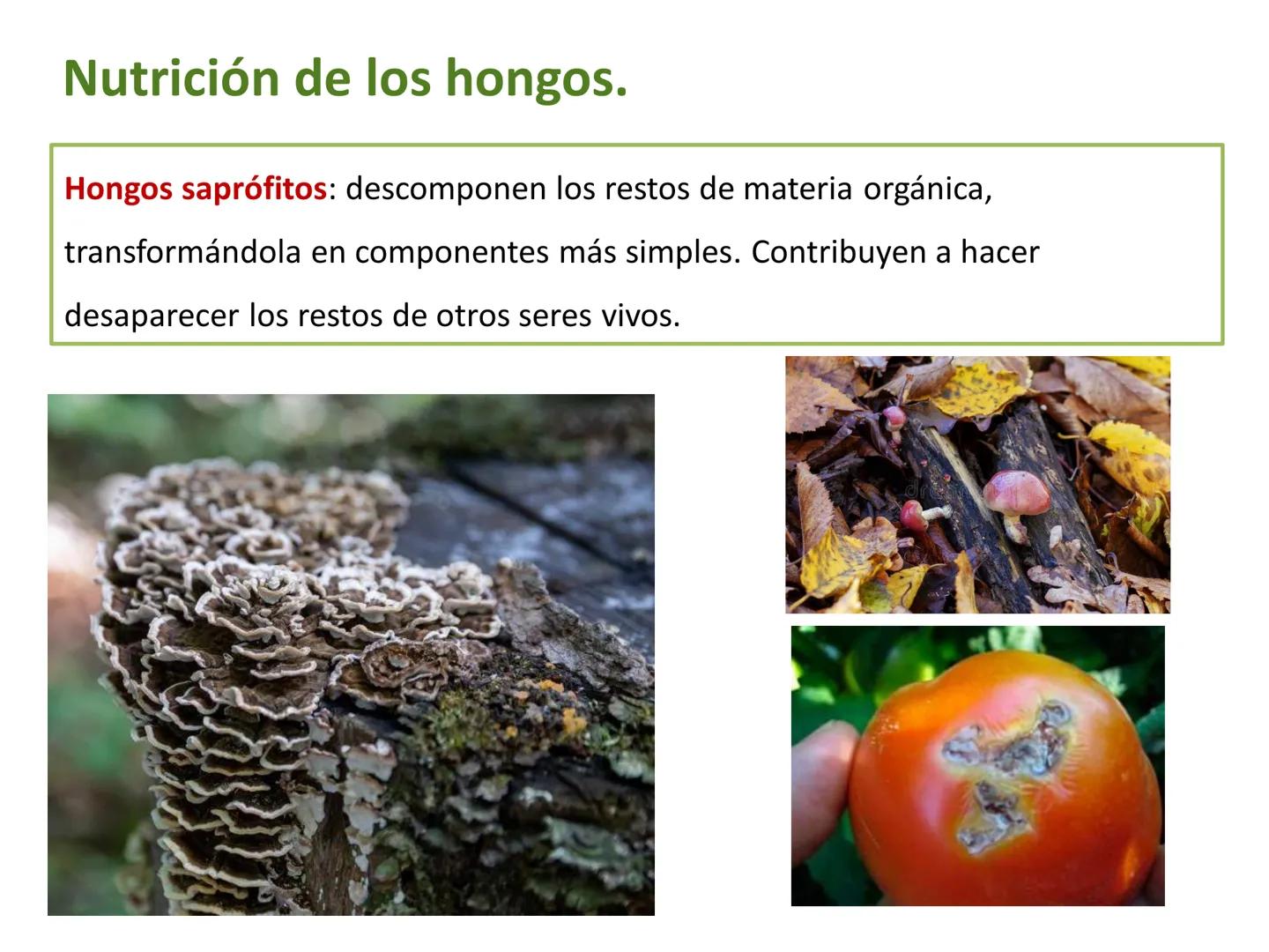 5

El reino de los hongos (Fungi)

Los hongos son organismos eucariotas
heterótrofos, cuyas células tienen una
pared celular de quitina.

Pu