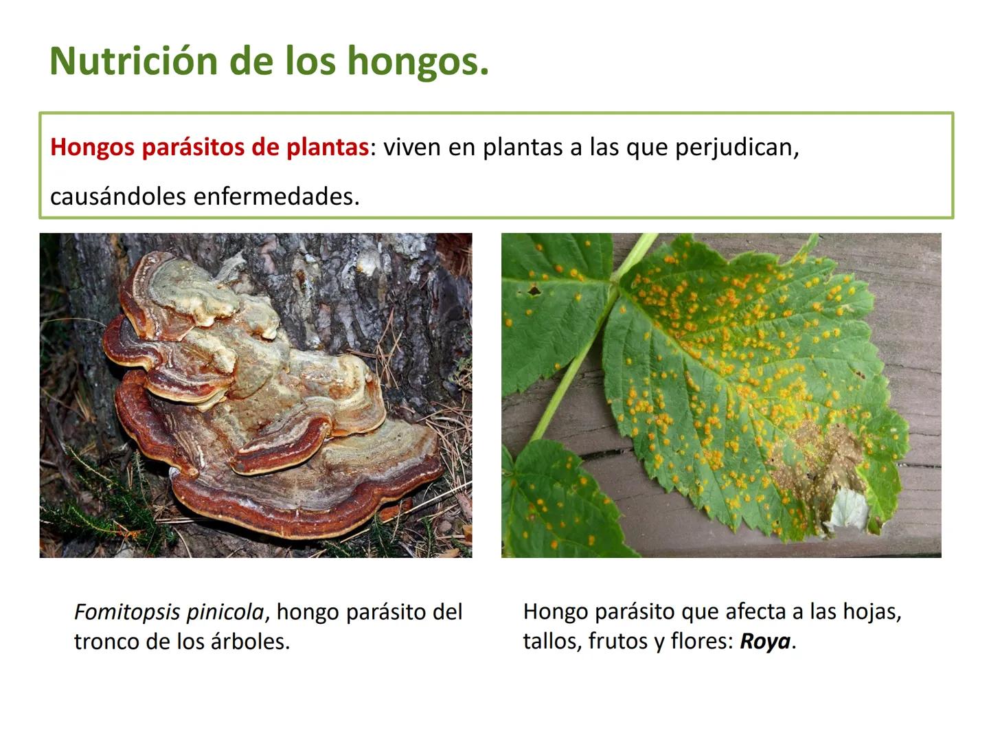 5

El reino de los hongos (Fungi)

Los hongos son organismos eucariotas
heterótrofos, cuyas células tienen una
pared celular de quitina.

Pu
