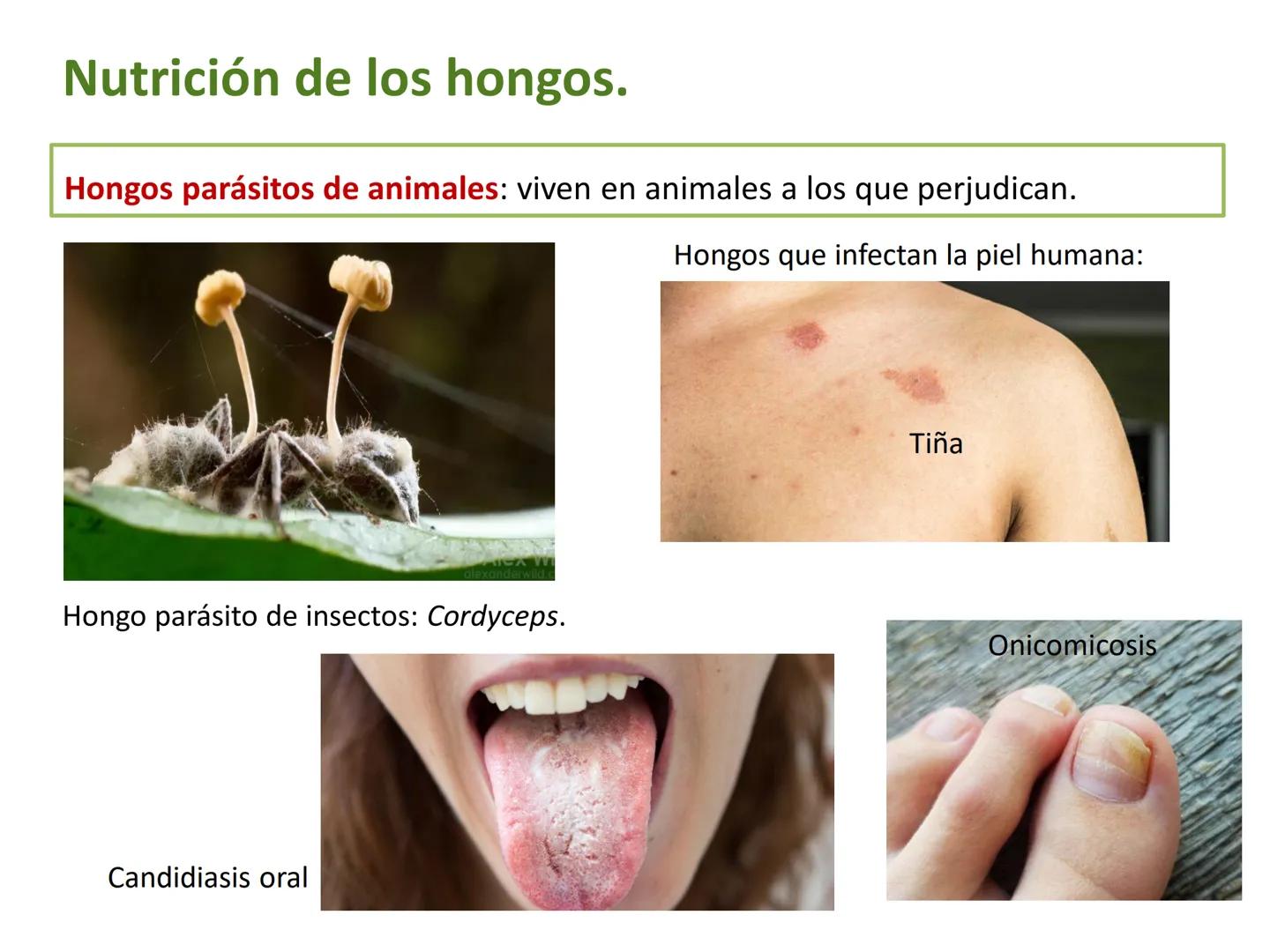 5

El reino de los hongos (Fungi)

Los hongos son organismos eucariotas
heterótrofos, cuyas células tienen una
pared celular de quitina.

Pu