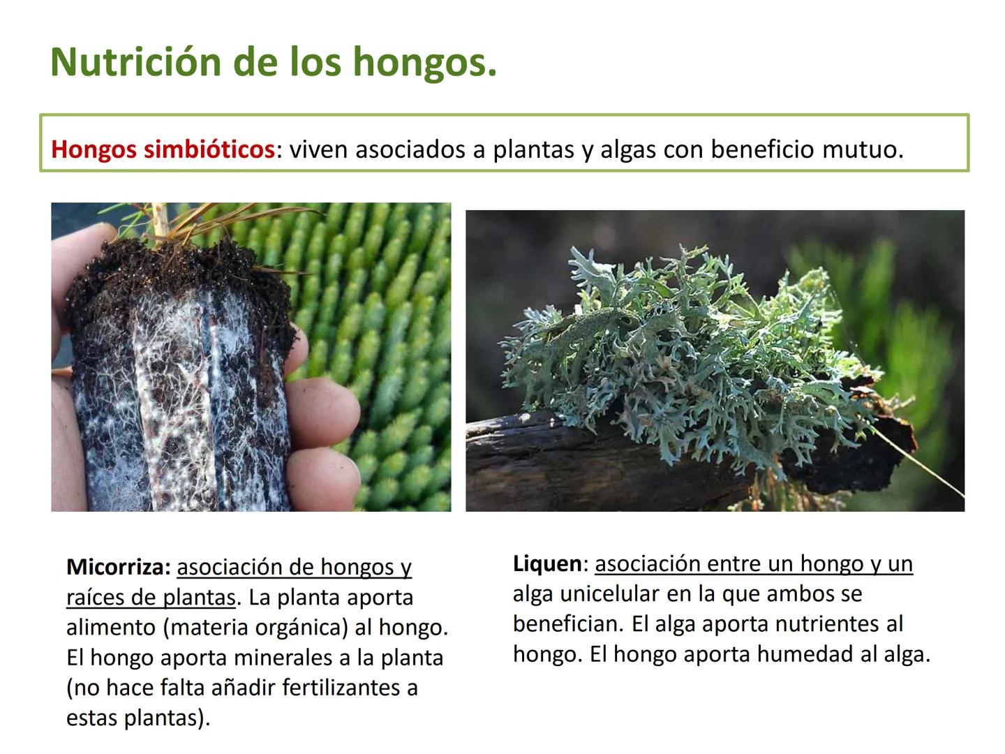 5

El reino de los hongos (Fungi)

Los hongos son organismos eucariotas
heterótrofos, cuyas células tienen una
pared celular de quitina.

Pu