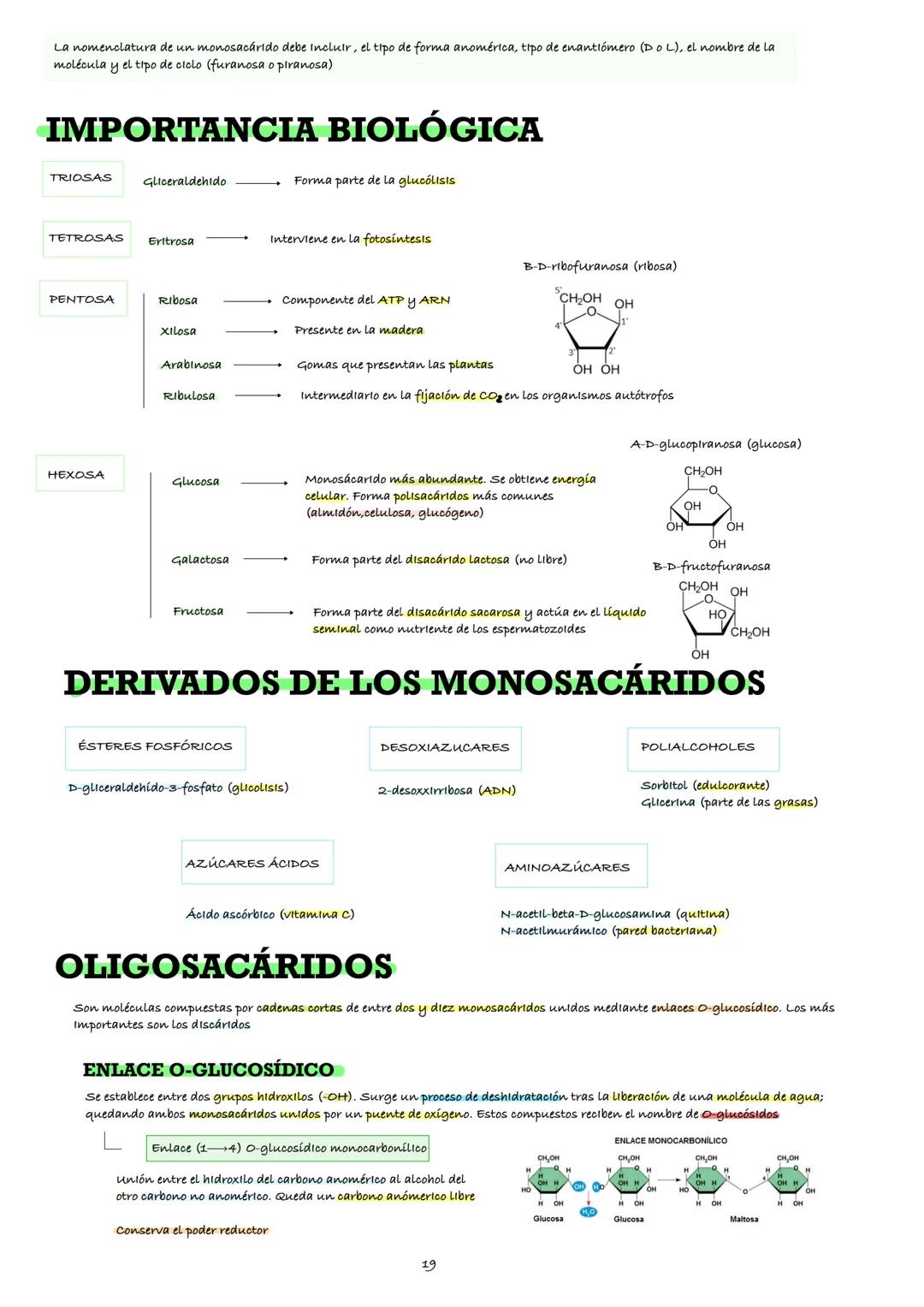 # ТЕМА З

O
|
H -OH
HO -H
H -OH
H -OH
CH2OH

O
|
HO -H
H -OH
HO -H
HO -H
CH2OH

# LOS
# GLÚCIDOS

BORJA PLEGUEZUELOS LLORCA
Profesor: SERGIO