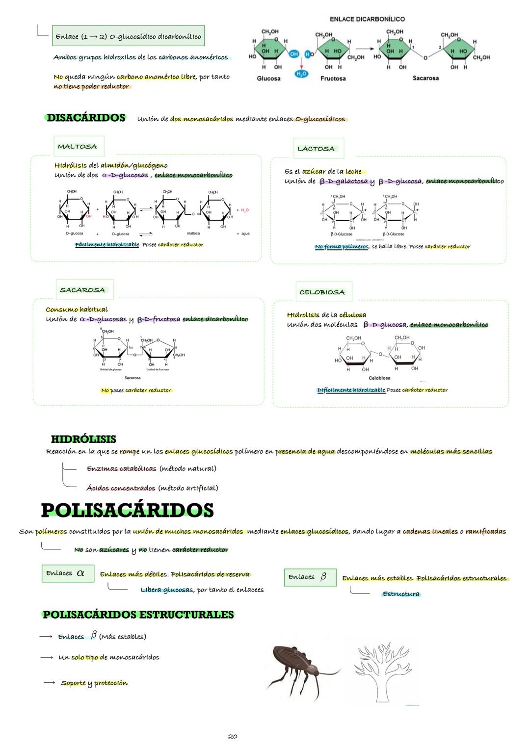 # ТЕМА З

O
|
H -OH
HO -H
H -OH
H -OH
CH2OH

O
|
HO -H
H -OH
HO -H
HO -H
CH2OH

# LOS
# GLÚCIDOS

BORJA PLEGUEZUELOS LLORCA
Profesor: SERGIO