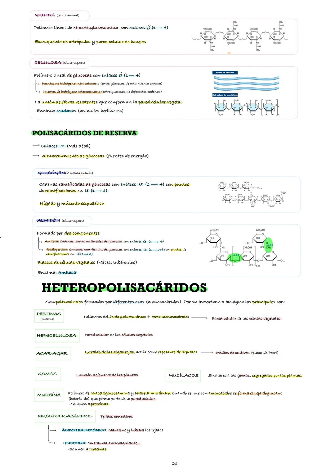 # ТЕМА З

O
|
H -OH
HO -H
H -OH
H -OH
CH2OH

O
|
HO -H
H -OH
HO -H
HO -H
CH2OH

# LOS
# GLÚCIDOS

BORJA PLEGUEZUELOS LLORCA
Profesor: SERGIO