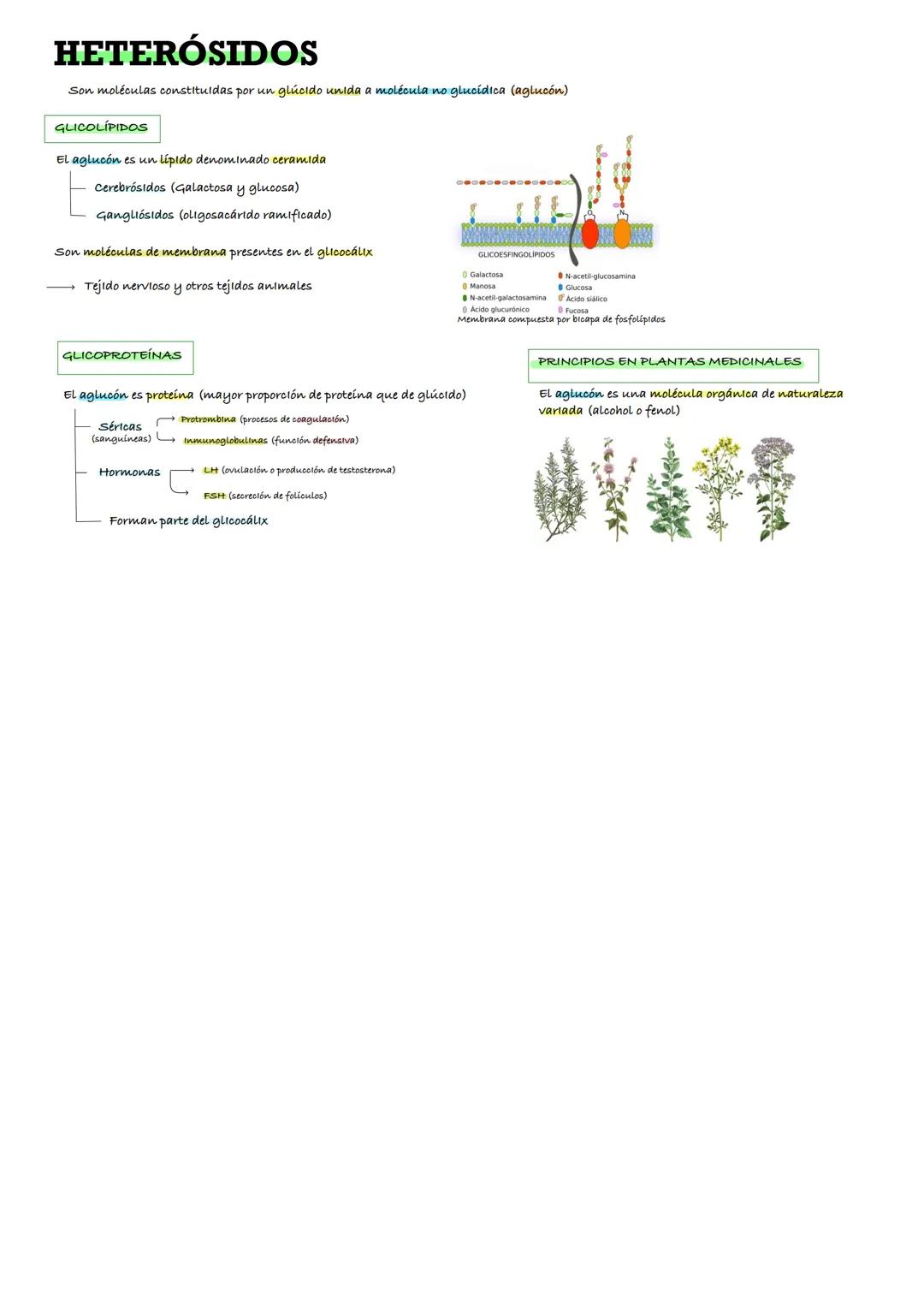 # ТЕМА З

O
|
H -OH
HO -H
H -OH
H -OH
CH2OH

O
|
HO -H
H -OH
HO -H
HO -H
CH2OH

# LOS
# GLÚCIDOS

BORJA PLEGUEZUELOS LLORCA
Profesor: SERGIO