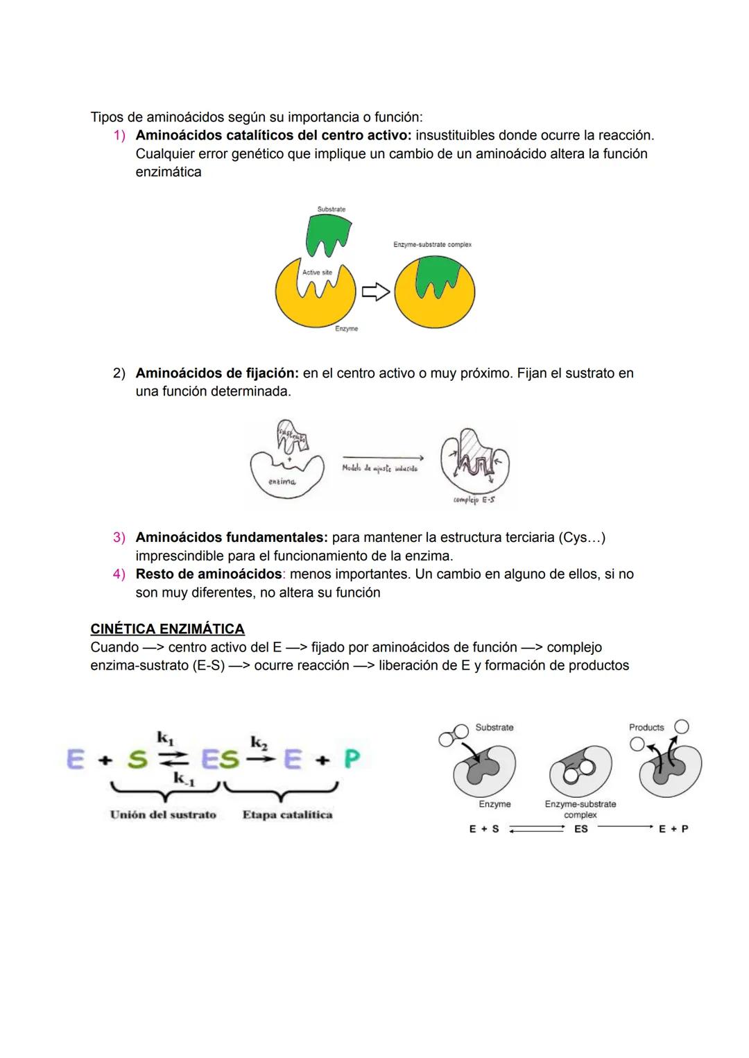 LAS ENZIMAS:
Proteínas catalizan las reacciones del metabolismo disminuyendo E activamente (energía
necesaria para que la reacción comience)