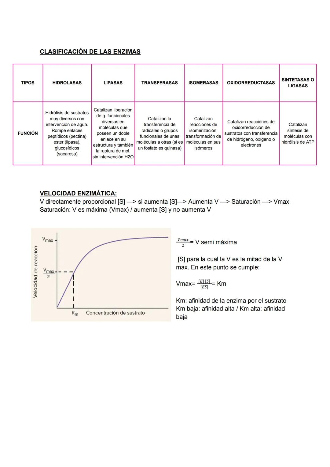 LAS ENZIMAS:
Proteínas catalizan las reacciones del metabolismo disminuyendo E activamente (energía
necesaria para que la reacción comience)