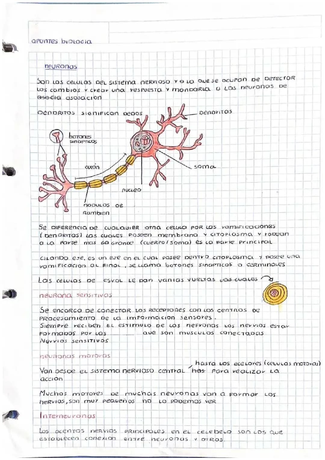 Las neuronas 