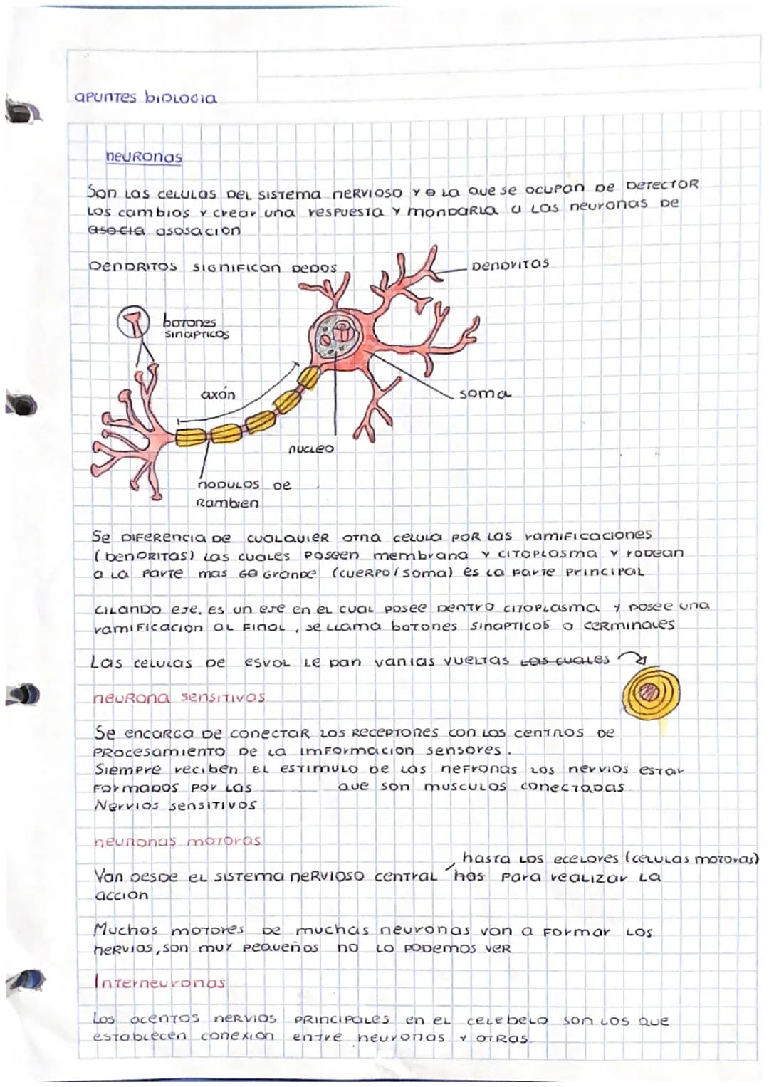 apuntes BIOLOGIA
neuronas
Son las celulas DEL SISTEMA NERVIOSO Y La Que se ocupan De DerecTOR
LOS cambios y crear una respuesta y monDaria a