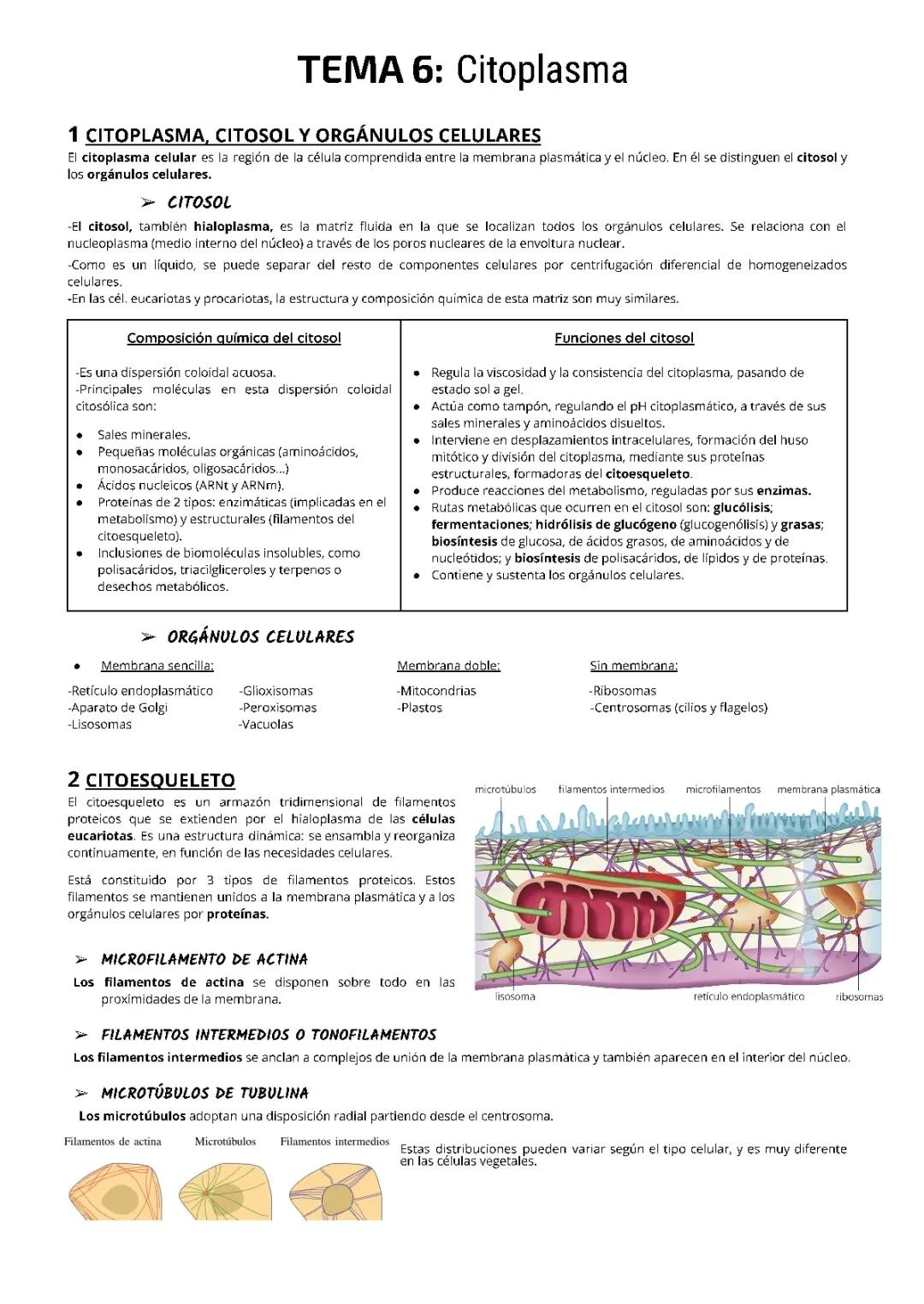 Todo sobre el Citoplasma: Estructura, Función y Partes del Citoesqueleto