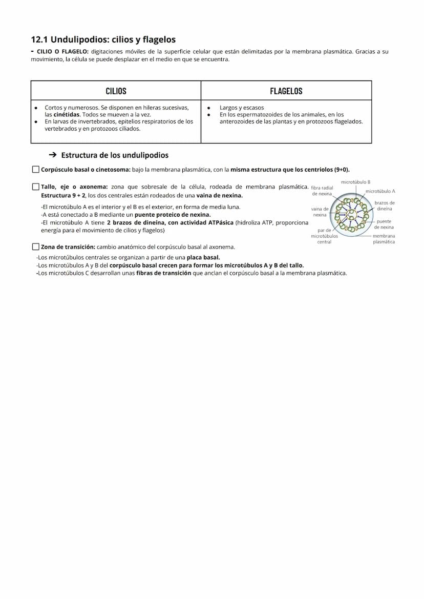 1 CITOPLASMA, CITOSOL Y ORGÁNULOS CELULARES
El citoplasma celular es la región de la célula comprendida entre la membrana plasmática y el nú