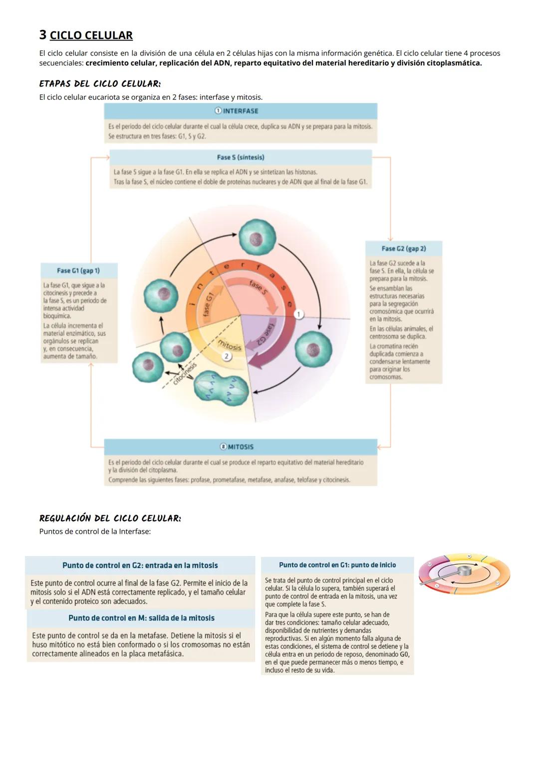 1 CITOPLASMA, CITOSOL Y ORGÁNULOS CELULARES
El citoplasma celular es la región de la célula comprendida entre la membrana plasmática y el nú