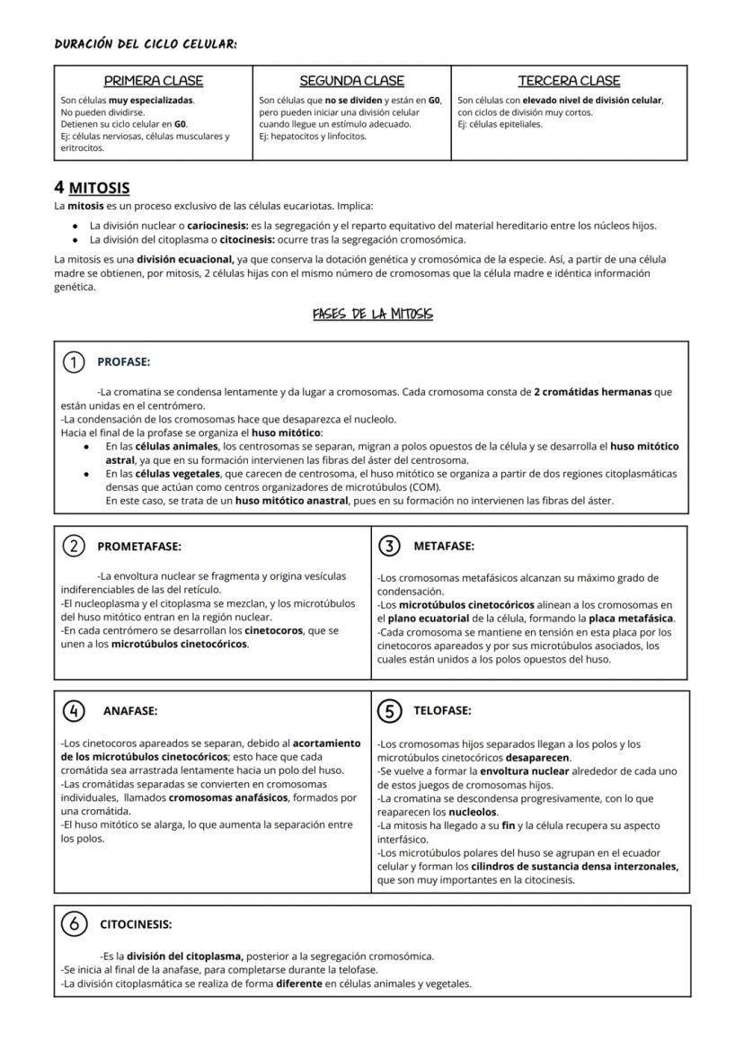 1 CITOPLASMA, CITOSOL Y ORGÁNULOS CELULARES
El citoplasma celular es la región de la célula comprendida entre la membrana plasmática y el nú