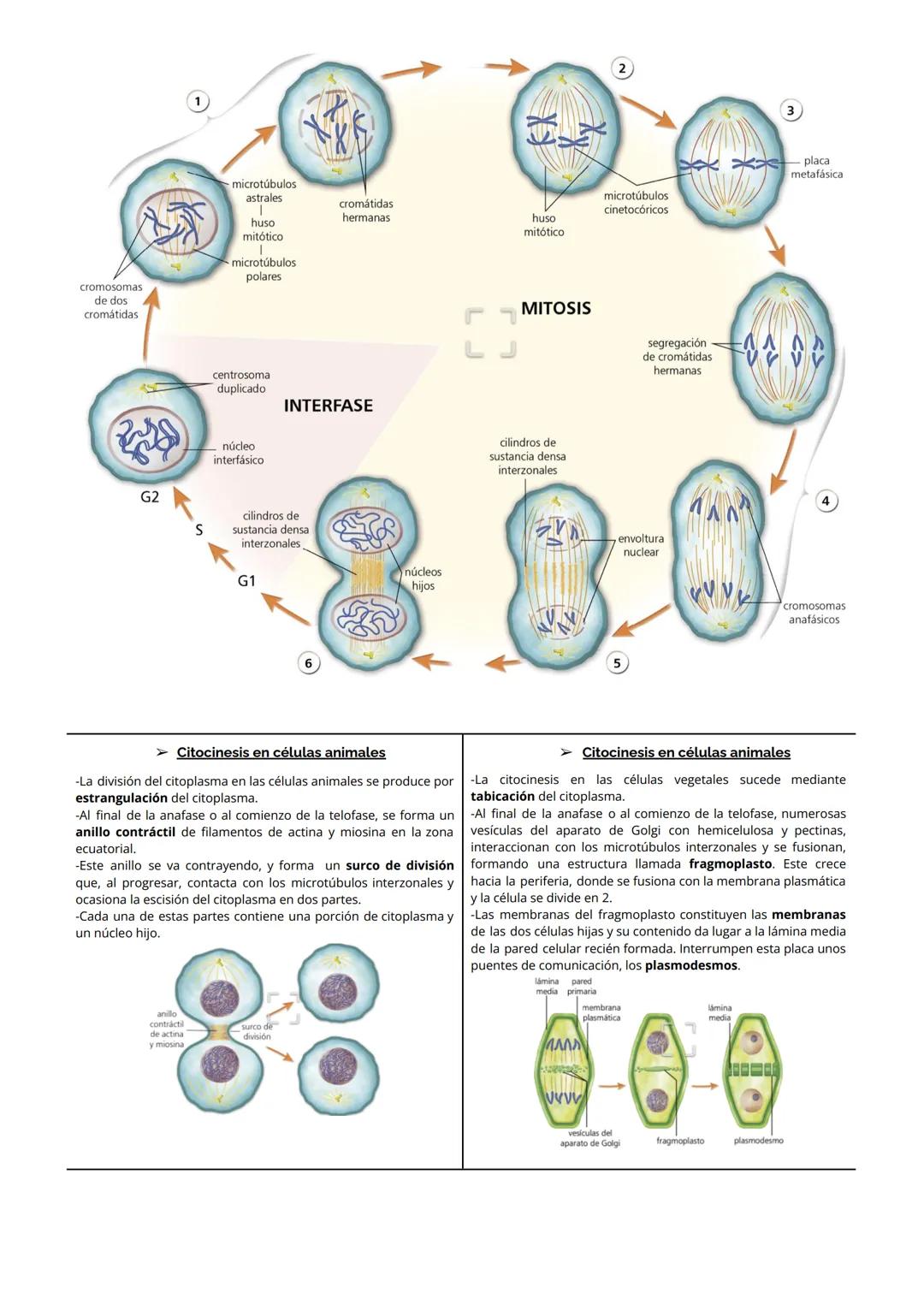 1 CITOPLASMA, CITOSOL Y ORGÁNULOS CELULARES
El citoplasma celular es la región de la célula comprendida entre la membrana plasmática y el nú