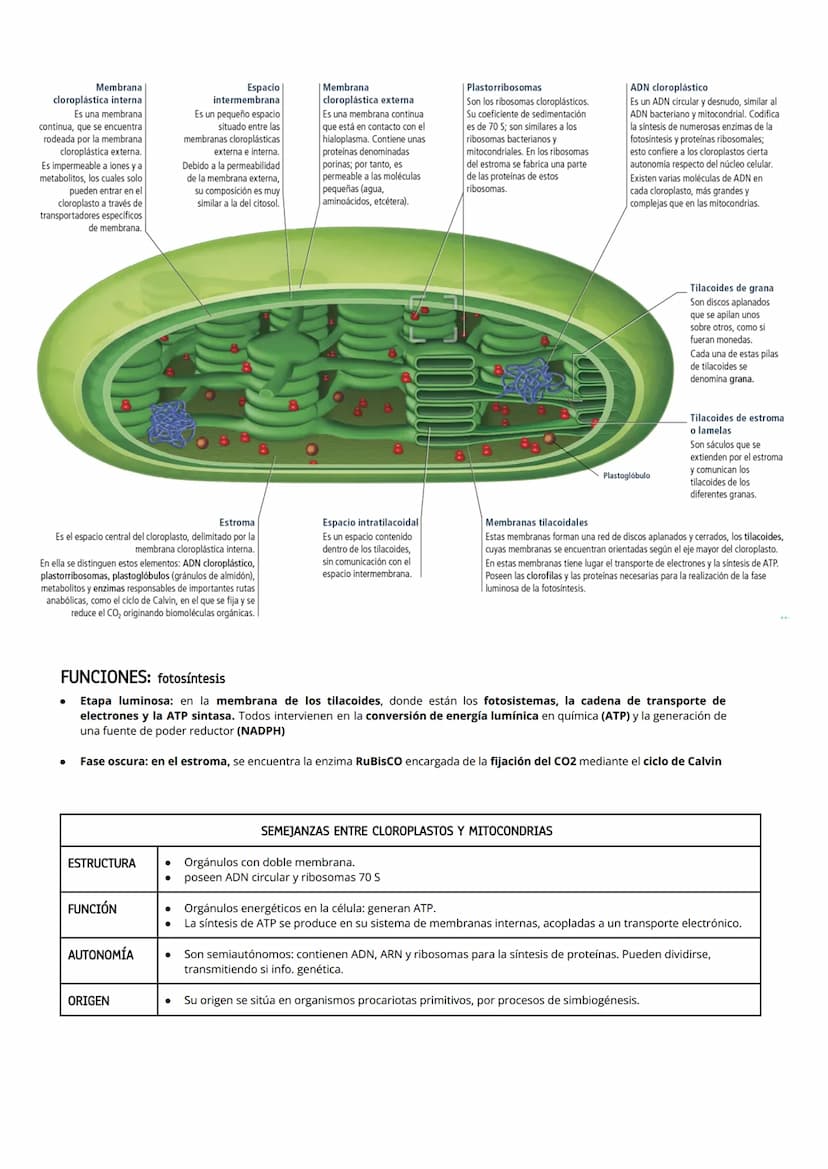 1 CITOPLASMA, CITOSOL Y ORGÁNULOS CELULARES
El citoplasma celular es la región de la célula comprendida entre la membrana plasmática y el nú