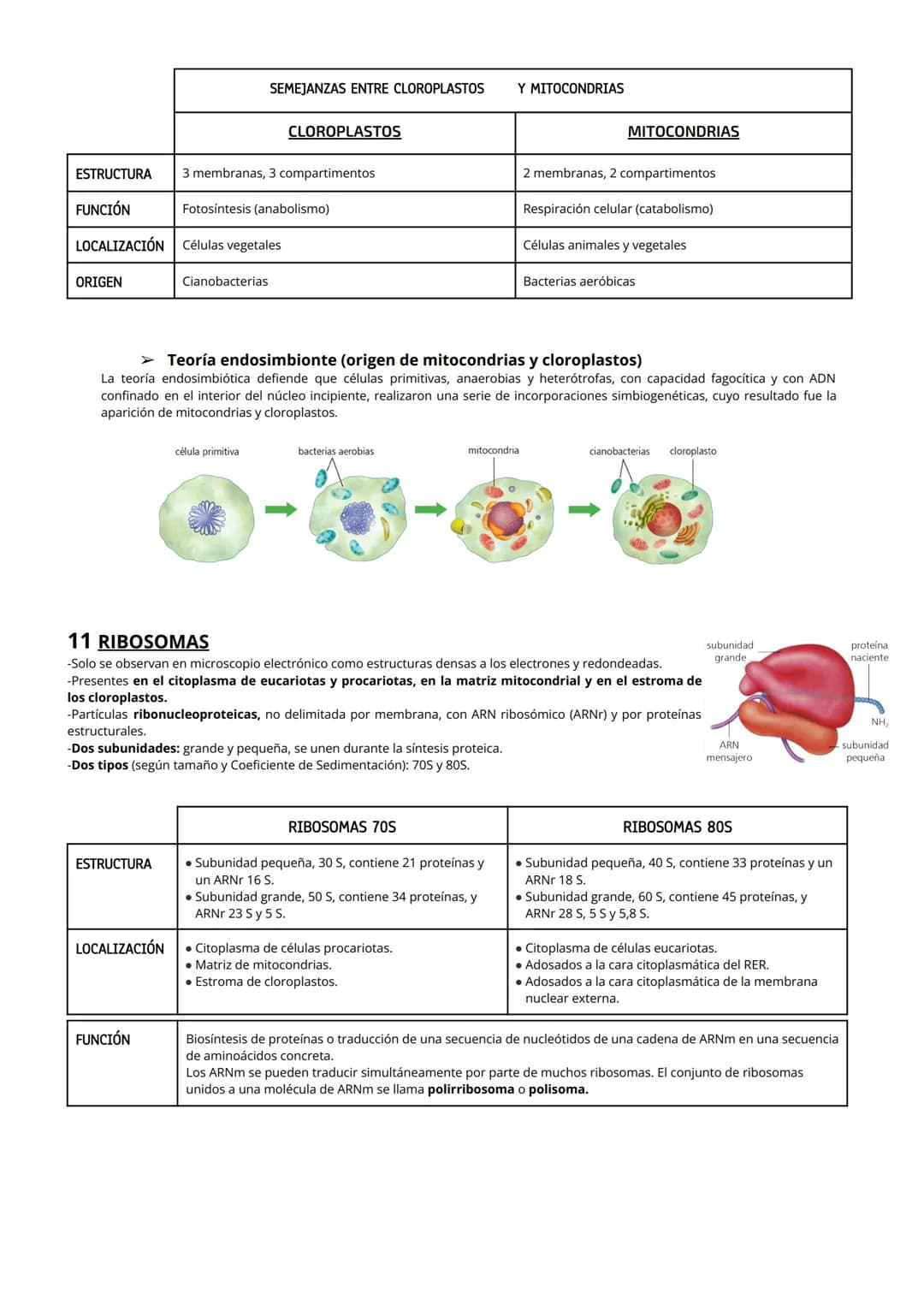 1 CITOPLASMA, CITOSOL Y ORGÁNULOS CELULARES
El citoplasma celular es la región de la célula comprendida entre la membrana plasmática y el nú