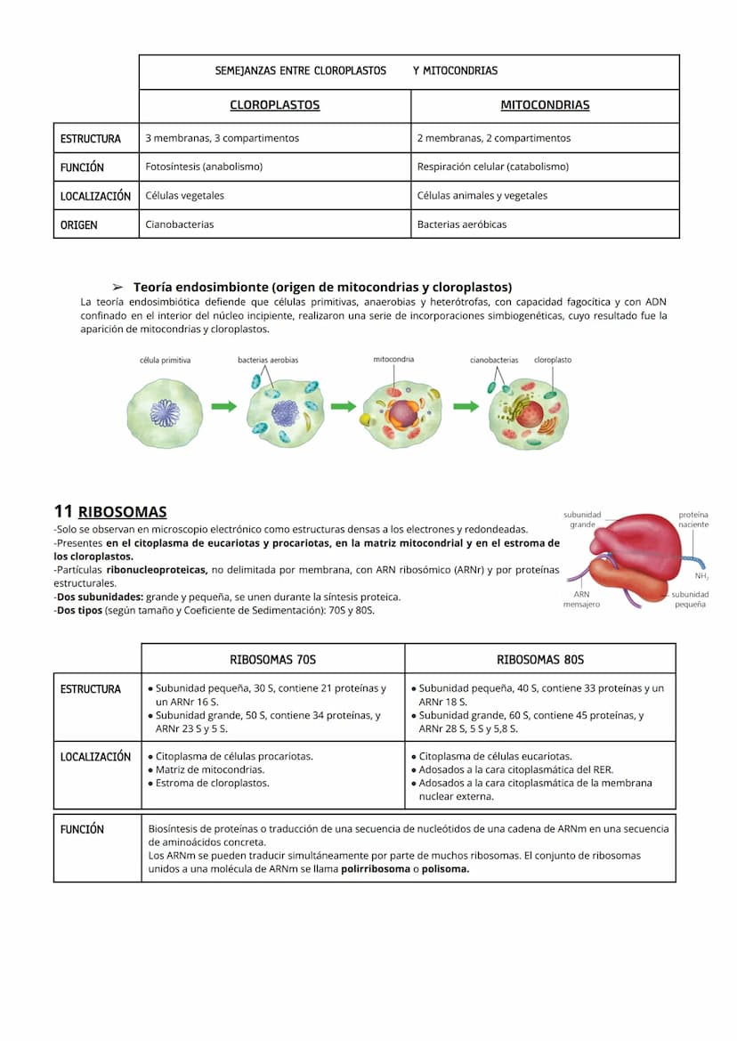 1 CITOPLASMA, CITOSOL Y ORGÁNULOS CELULARES
El citoplasma celular es la región de la célula comprendida entre la membrana plasmática y el nú