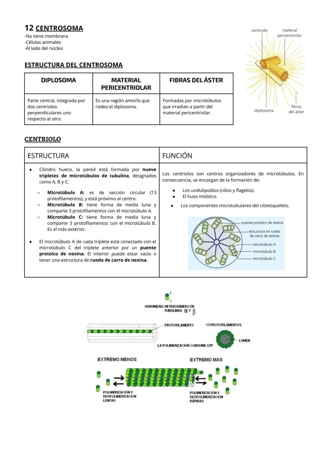 1 CITOPLASMA, CITOSOL Y ORGÁNULOS CELULARES
El citoplasma celular es la región de la célula comprendida entre la membrana plasmática y el nú