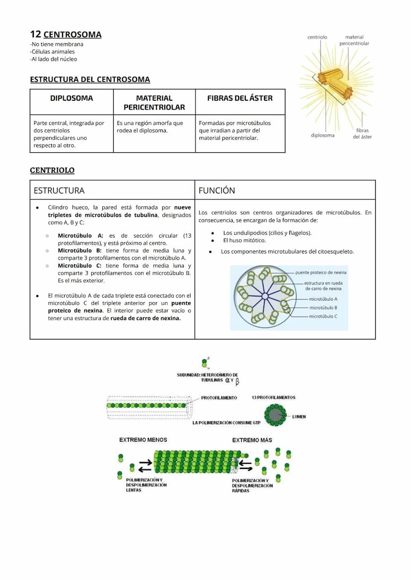 1 CITOPLASMA, CITOSOL Y ORGÁNULOS CELULARES
El citoplasma celular es la región de la célula comprendida entre la membrana plasmática y el nú