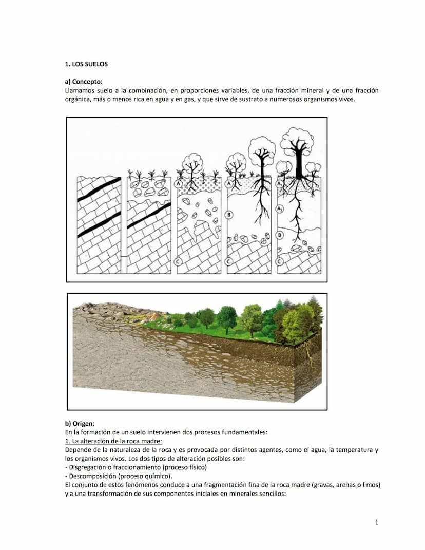 Unidad didáctica VI
1. Los suelos:
a)
b)
c)
d)
e)
2. Vegetación
LOS SUELOS Y LA VEGETACIÓN
Concepto
Origen
Factores de la edafogénesis
Perfi