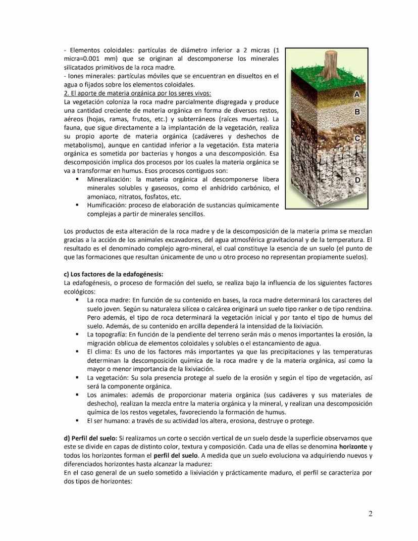Unidad didáctica VI
1. Los suelos:
a)
b)
c)
d)
e)
2. Vegetación
LOS SUELOS Y LA VEGETACIÓN
Concepto
Origen
Factores de la edafogénesis
Perfi