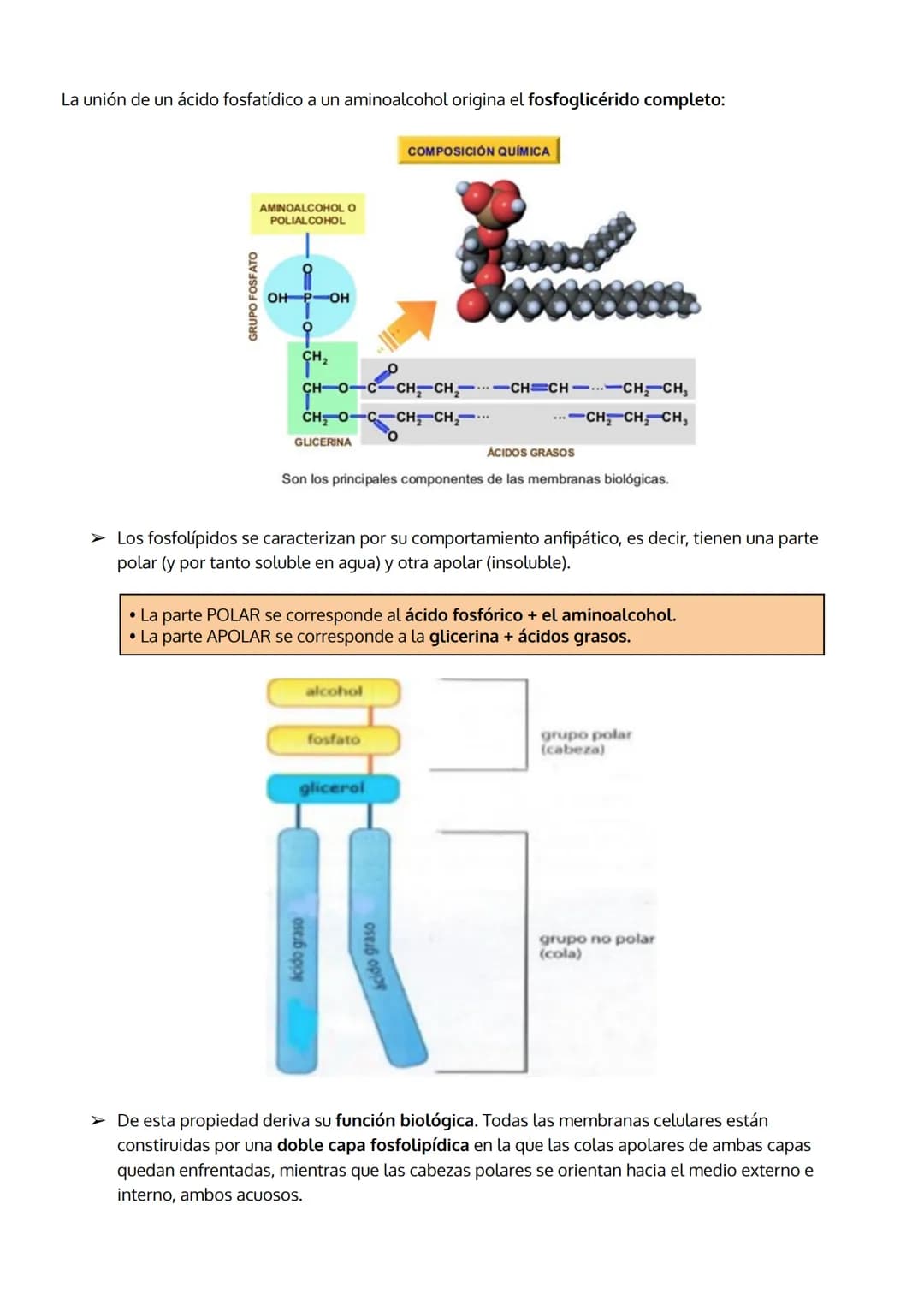 TEMA 3
LOS LÍPIDOS
1. Características generales y clasificación de los lípidos
2. Lípidos saponificables, clasificación:
a. Grasas (acilglic