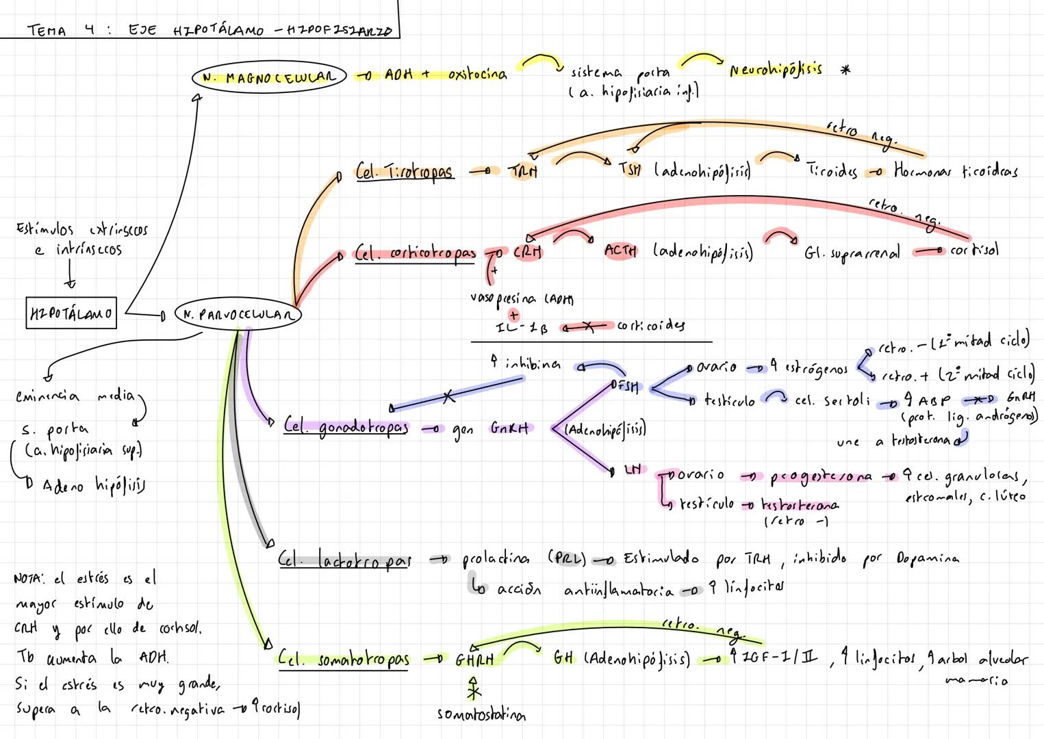 TEMA
4: EJE HIPOTALAMO - HIPOF 252 ARZO
Estimulos extrinsecos
e intrinsecos
H2POTALAMO
eminencia
media)
s. porta
(a. hipofisiaria sup
D Aden