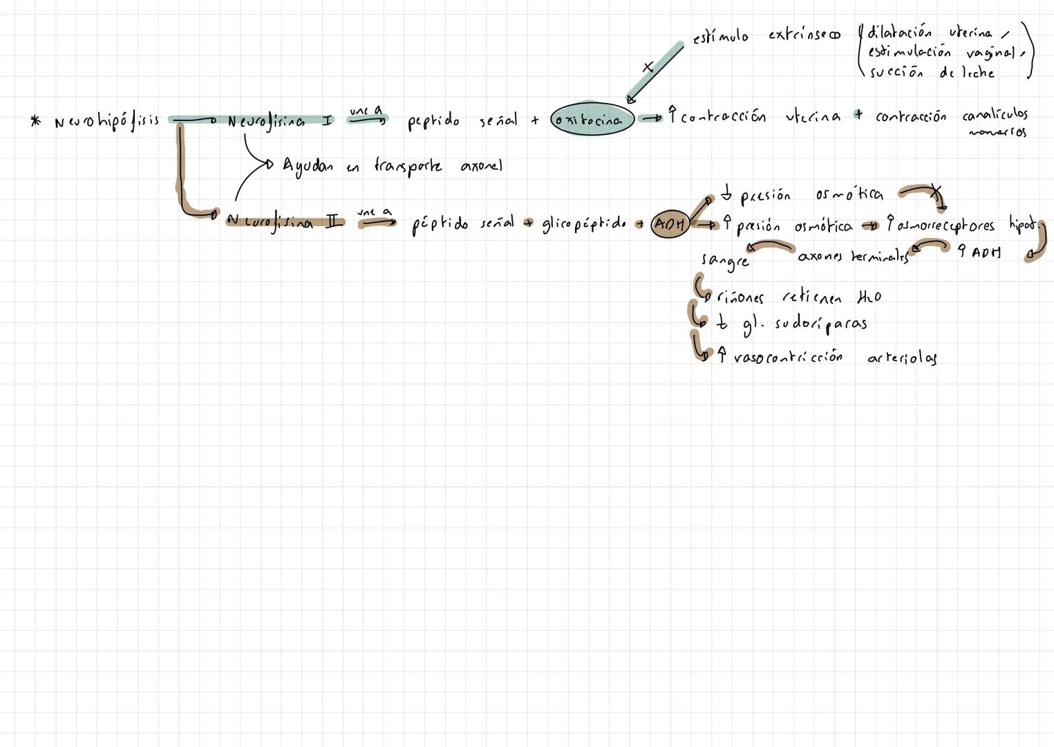 TEMA
4: EJE HIPOTALAMO - HIPOF 252 ARZO
Estimulos extrinsecos
e intrinsecos
H2POTALAMO
eminencia
media)
s. porta
(a. hipofisiaria sup
D Aden
