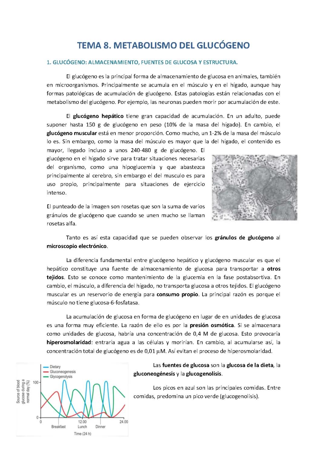 Función del Glucógeno en el Metabolismo Energético