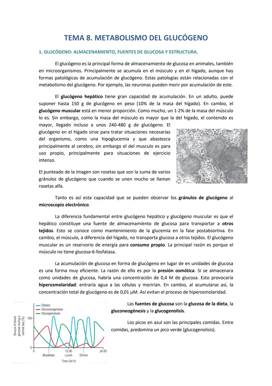 Source of blood
glucose during a
normal day (%)
0-
0
1. GLUCÓGENO: ALMACENAMIENTO, FUENTES DE GLUCOSA Y ESTRUCTURA.
El glucógeno es la princ