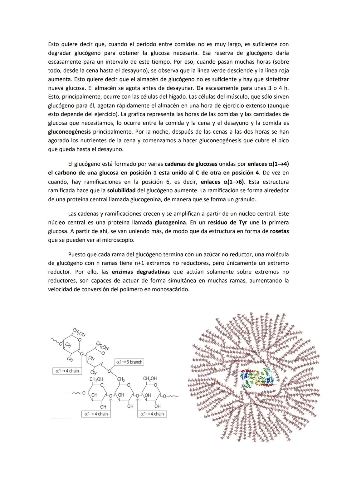 Source of blood
glucose during a
normal day (%)
0-
0
1. GLUCÓGENO: ALMACENAMIENTO, FUENTES DE GLUCOSA Y ESTRUCTURA.
El glucógeno es la princ