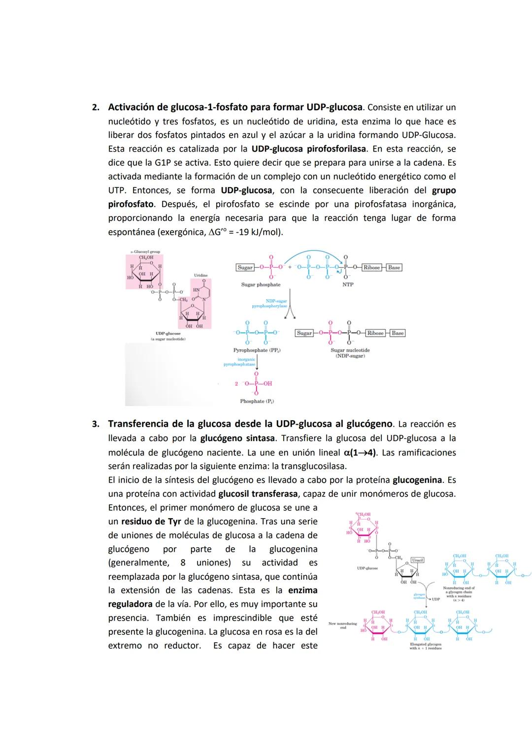 Source of blood
glucose during a
normal day (%)
0-
0
1. GLUCÓGENO: ALMACENAMIENTO, FUENTES DE GLUCOSA Y ESTRUCTURA.
El glucógeno es la princ