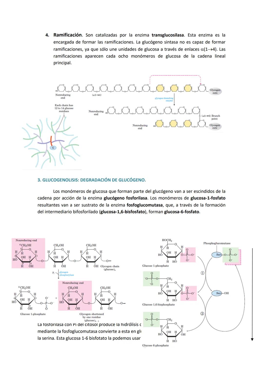 Source of blood
glucose during a
normal day (%)
0-
0
1. GLUCÓGENO: ALMACENAMIENTO, FUENTES DE GLUCOSA Y ESTRUCTURA.
El glucógeno es la princ