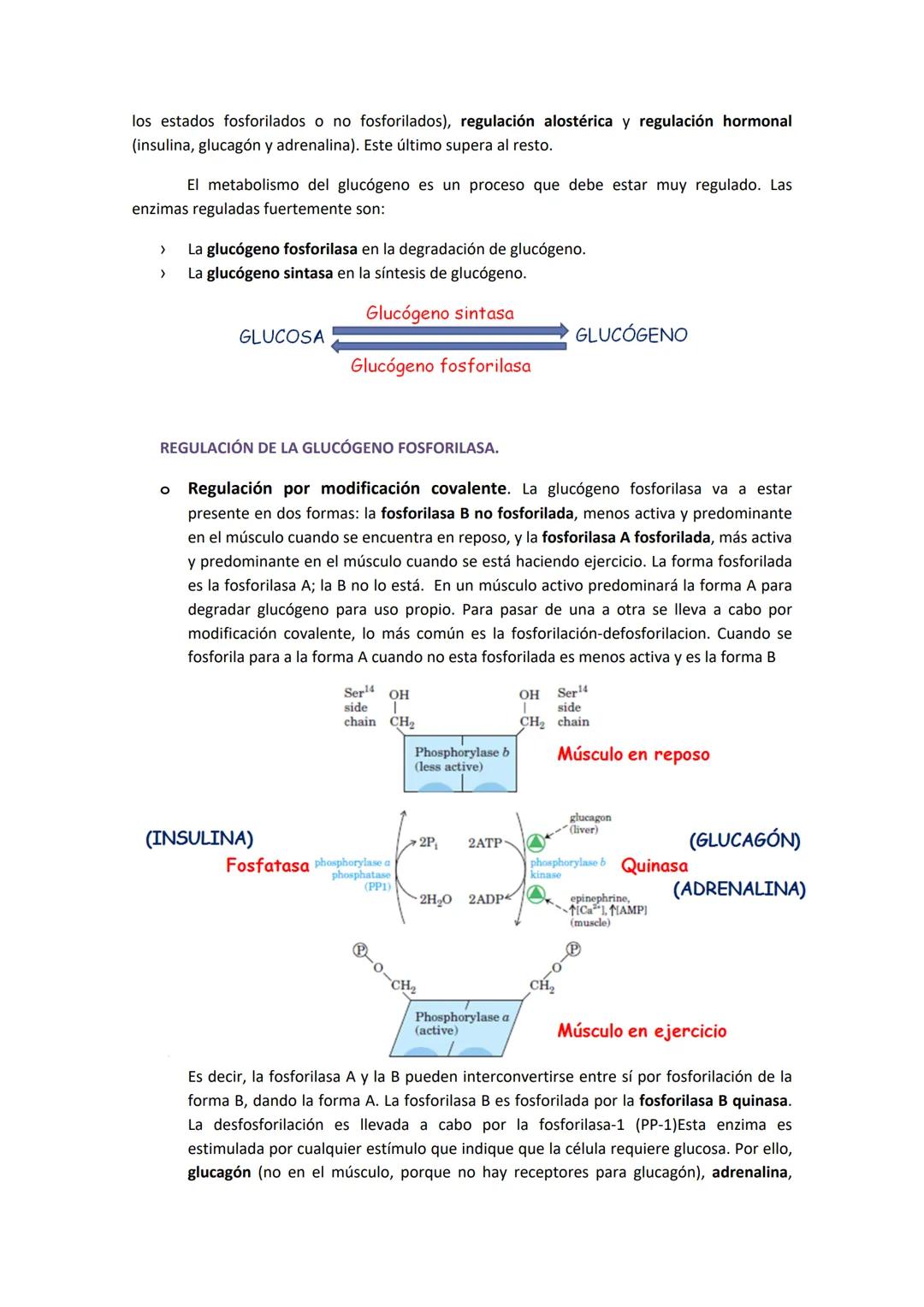 Source of blood
glucose during a
normal day (%)
0-
0
1. GLUCÓGENO: ALMACENAMIENTO, FUENTES DE GLUCOSA Y ESTRUCTURA.
El glucógeno es la princ