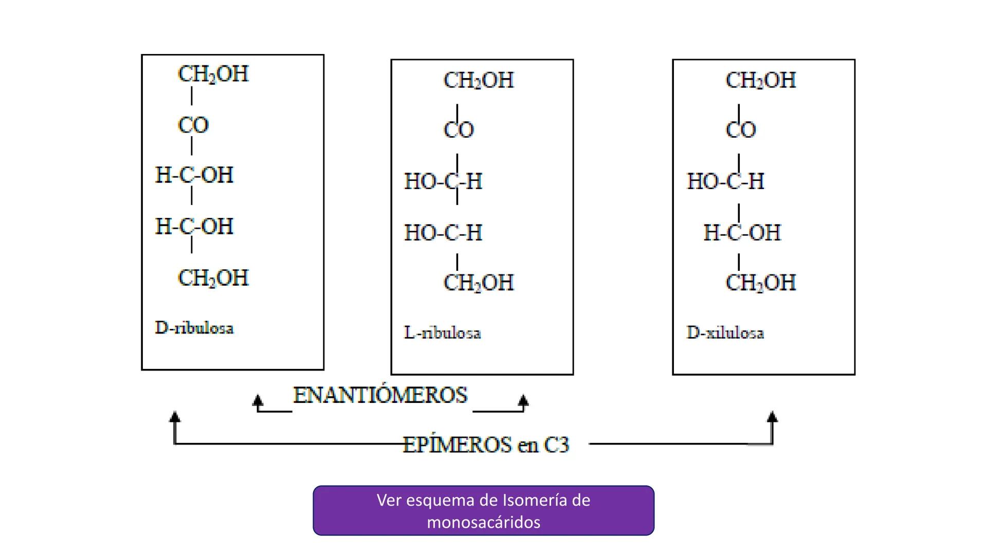 Unidad 2
LOS GLÚCIDOS
ง
Biología 2º Bachillerato
Marta Gómez Vera ÍNDICE
1. Características generales y clasificación.
2. Monosacáridos.
1.
