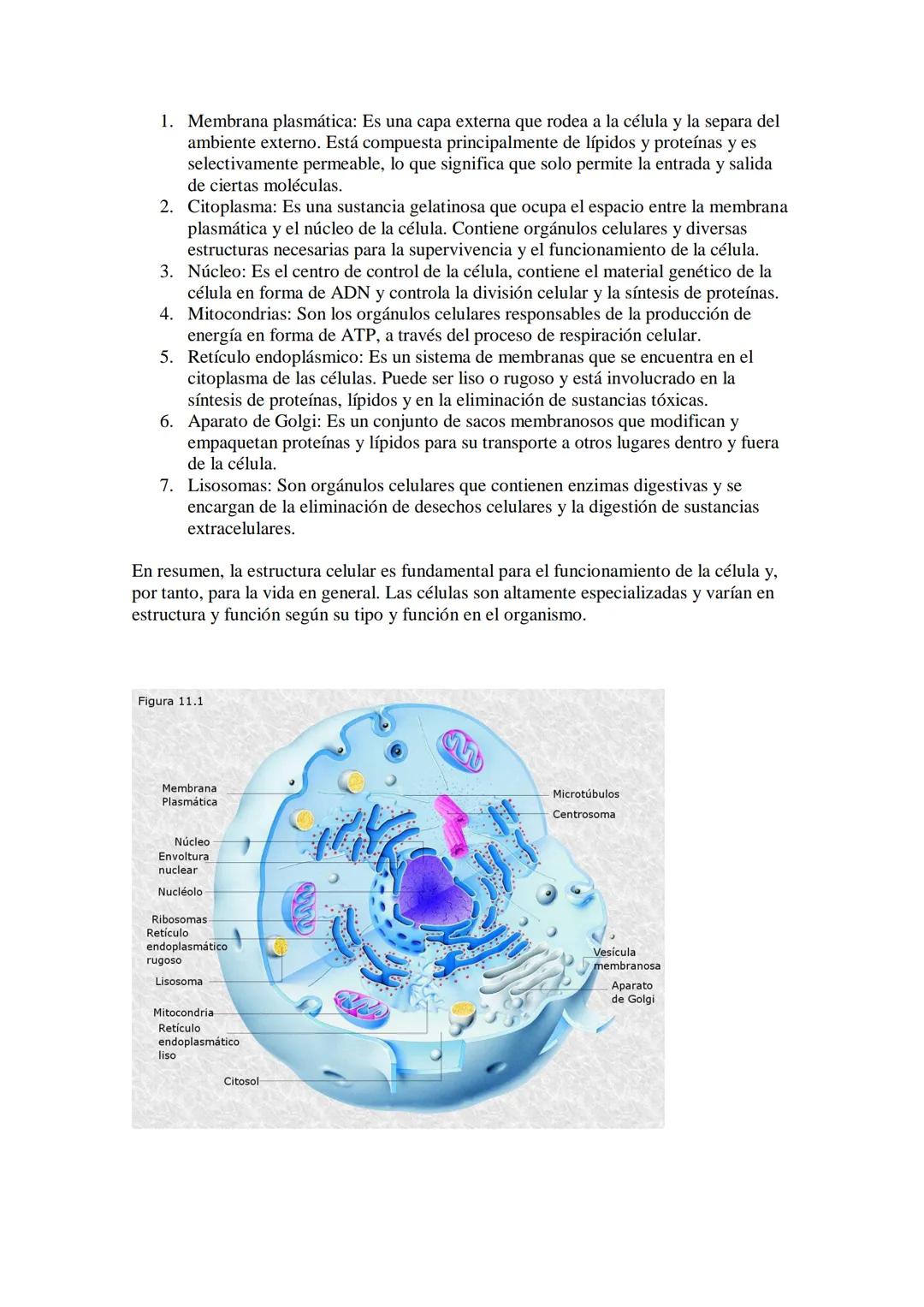 # ESTRUCTURA Y ORGANIZACIÓN DEL CUERPO HUMANO

El cuerpo humano está compuesto por diferentes sistemas que trabajan en conjunto para
mantene