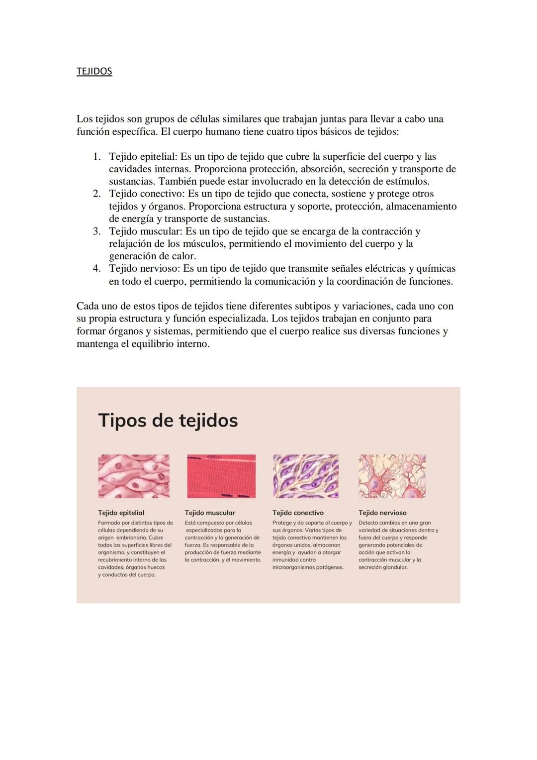 # ESTRUCTURA Y ORGANIZACIÓN DEL CUERPO HUMANO

El cuerpo humano está compuesto por diferentes sistemas que trabajan en conjunto para
mantene