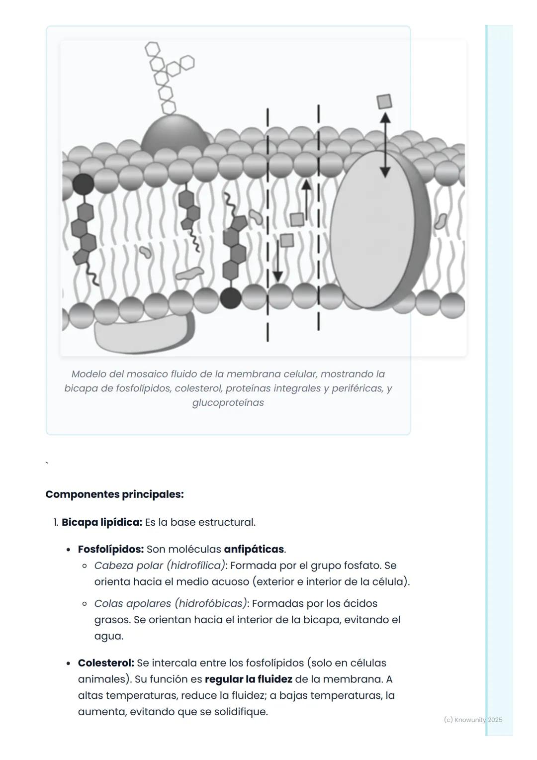 # Membrana Plasmática y
Transporte Celular

La membrana plasmática: la frontera celular

La membrana plasmática es la estructura que delimit