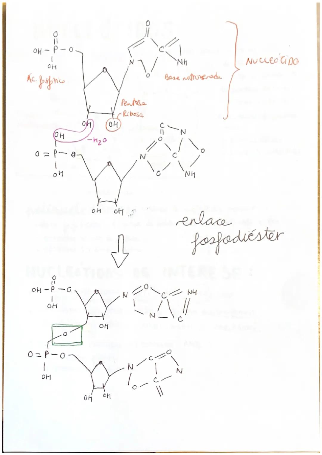 # ácidos nucleicos

(ACIDO NUCLEICO) Blomolécula orgenica femmede per C, H, O, P, N.

Están formatos per Nucleotides.
Levan a Información xe