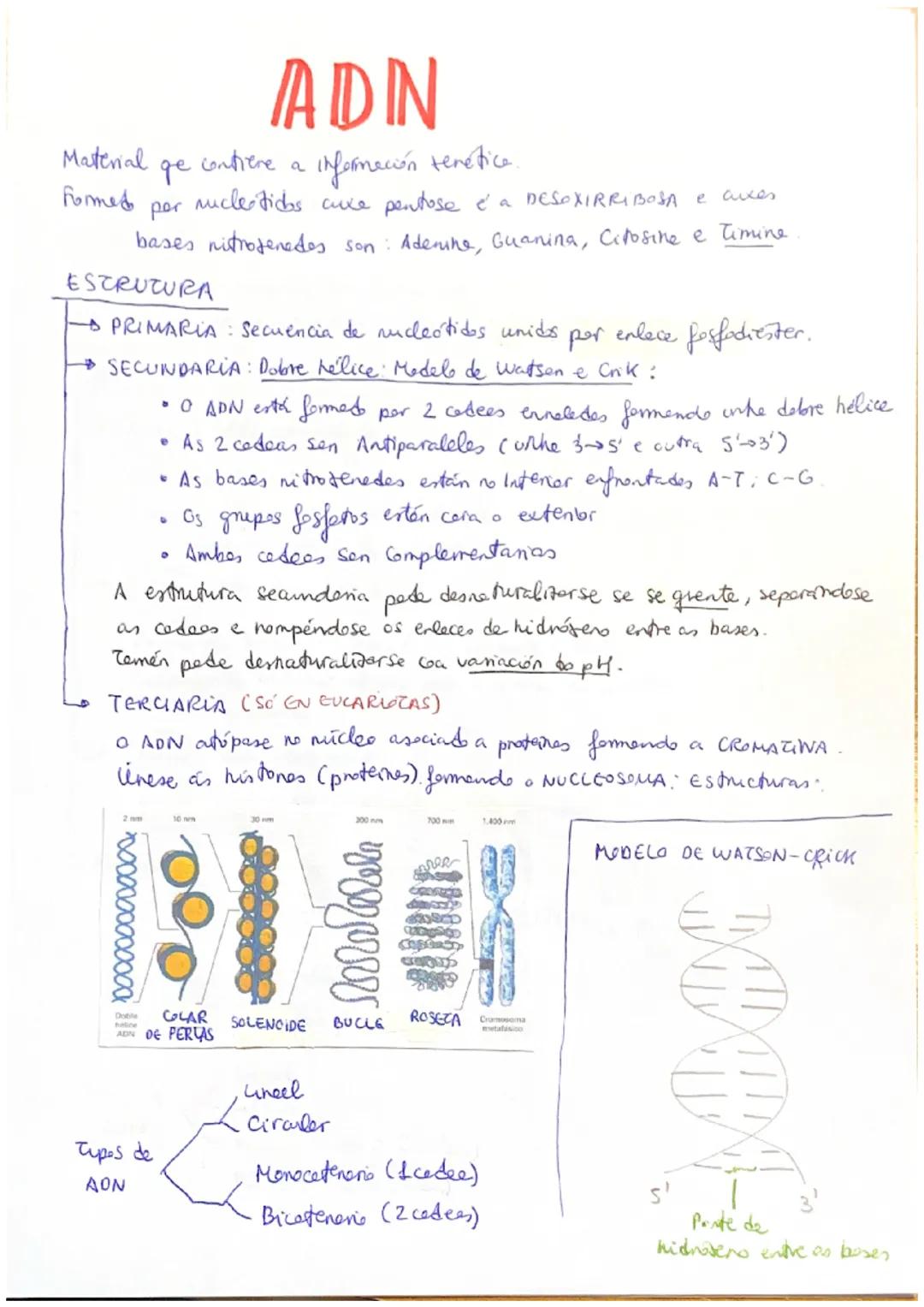 # ácidos nucleicos

(ACIDO NUCLEICO) Blomolécula orgenica femmede per C, H, O, P, N.

Están formatos per Nucleotides.
Levan a Información xe